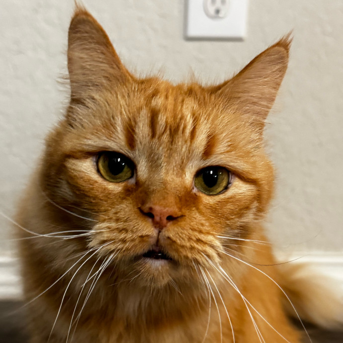 Rio Cat Collective