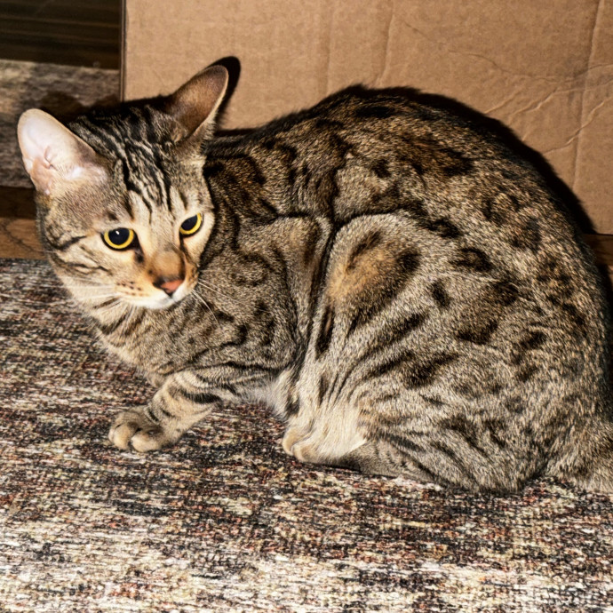 Rio Cat Collective