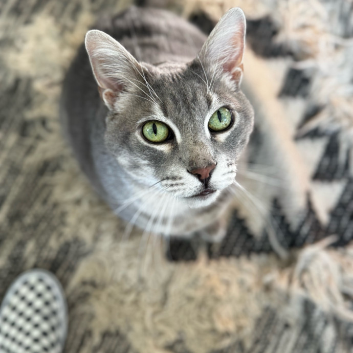 Rio Cat Collective