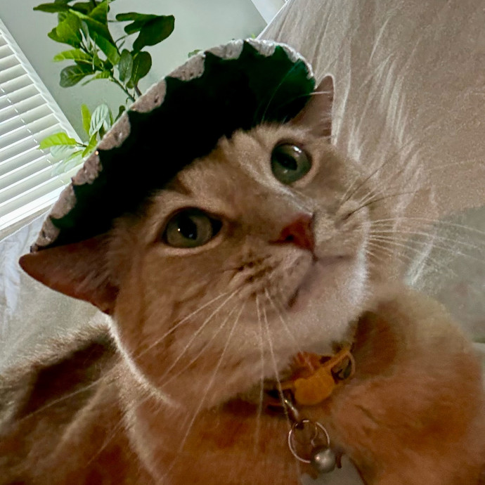 Rio Cat Collective