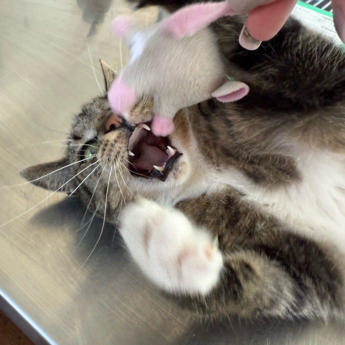 Rio Cat Collective
