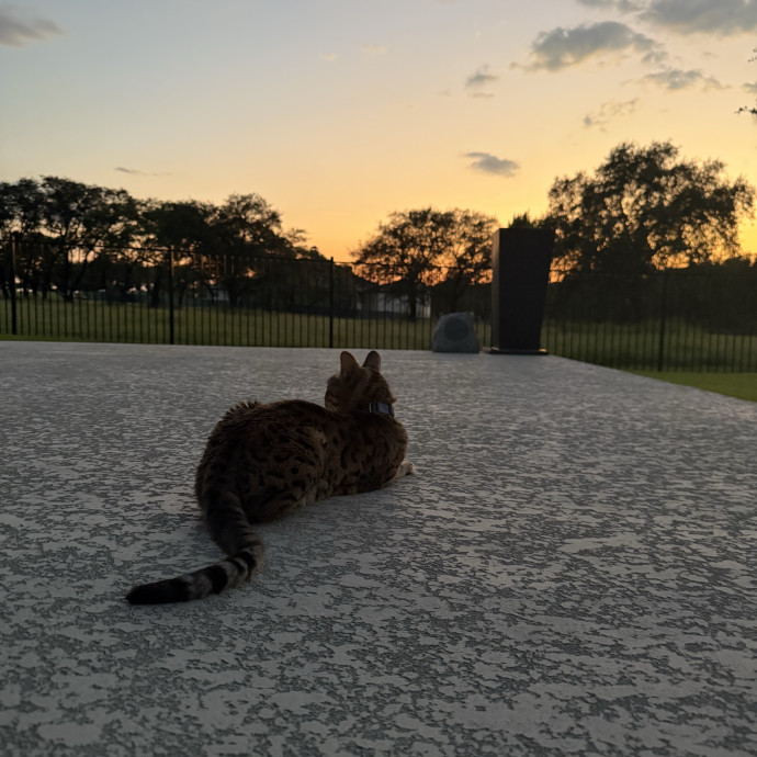 Rio Cat Collective