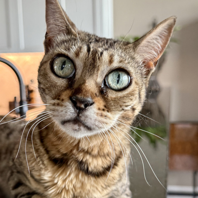 Rio Cat Collective
