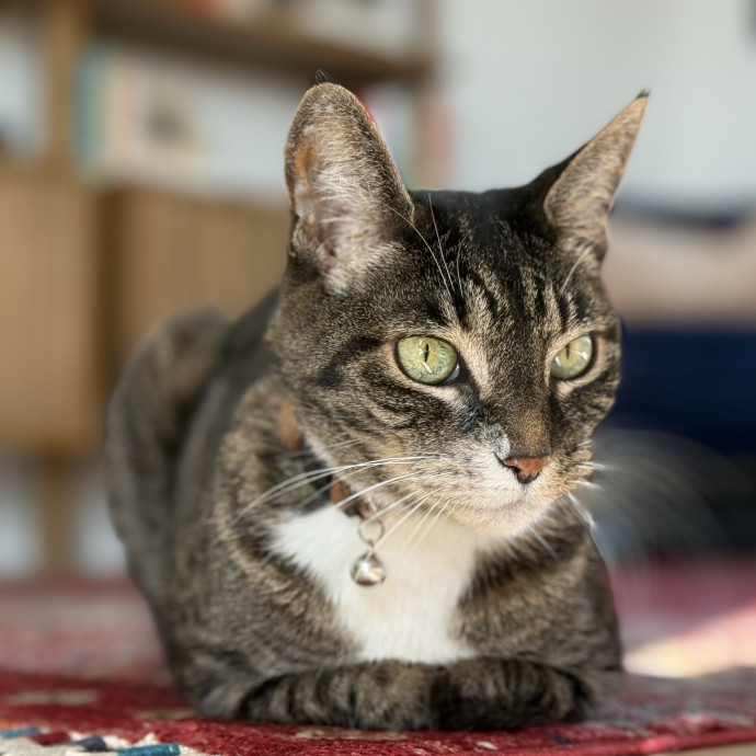 Rio Cat Collective