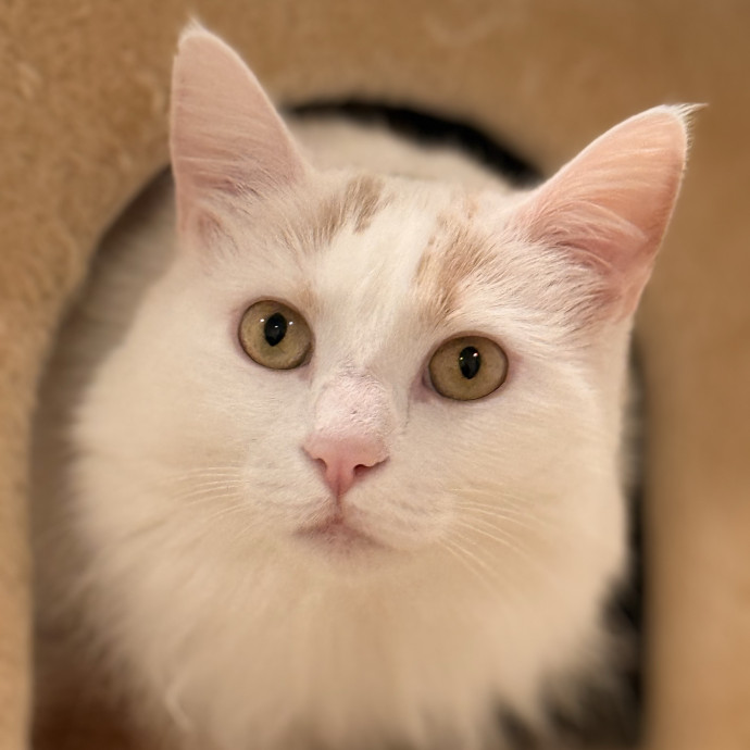 Rio Cat Collective