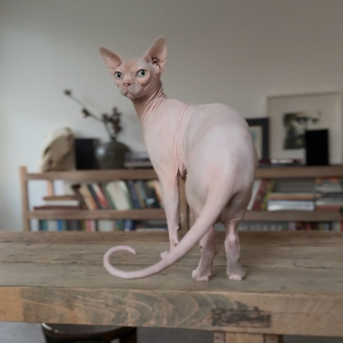 Rio Cat Collective