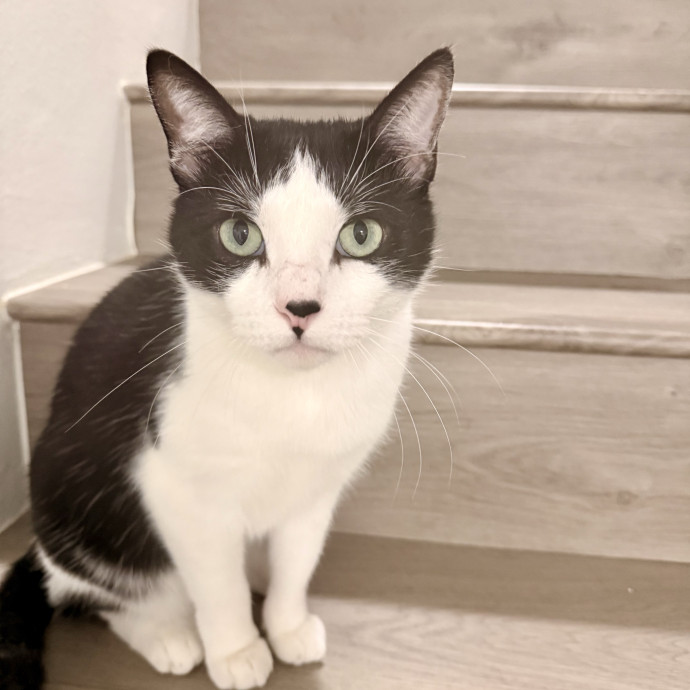 Rio Cat Collective