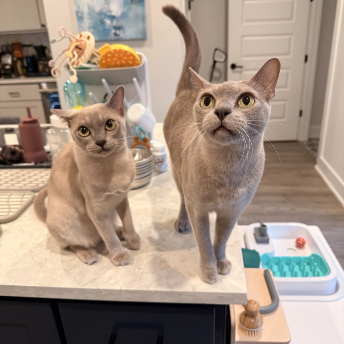 Rio Cat Collective photo 3