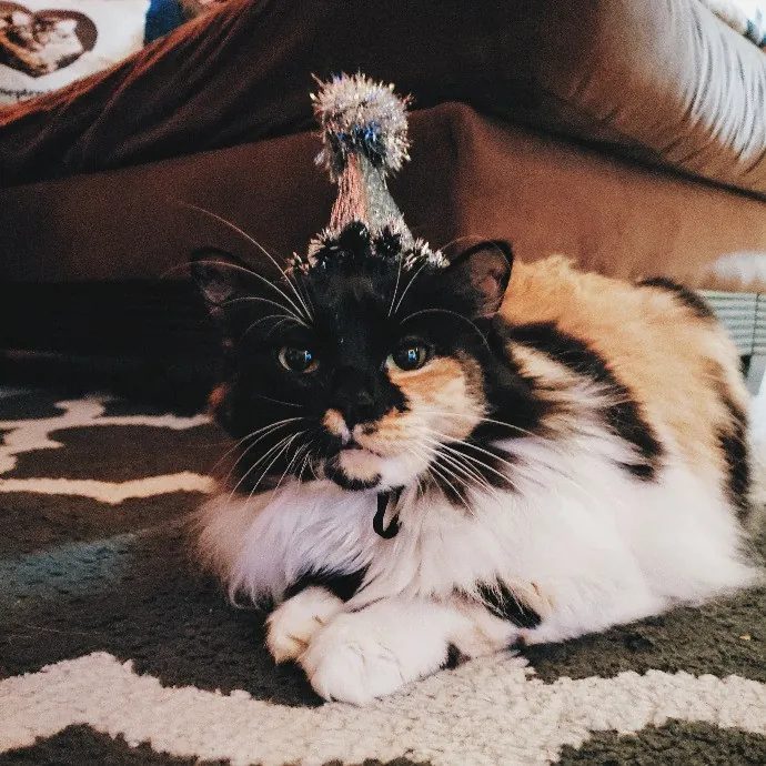 The Wright Cat Sitter