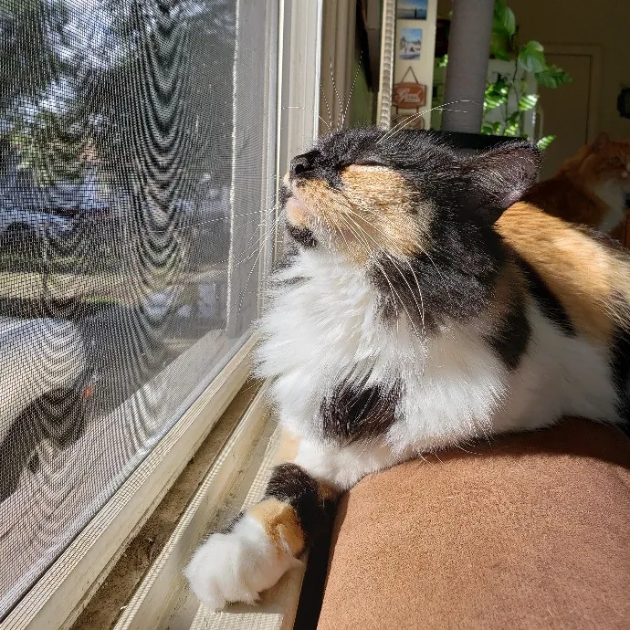 The Wright Cat Sitter