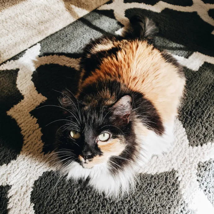 The Wright Cat Sitter