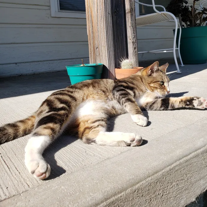 The Wright Cat Sitter