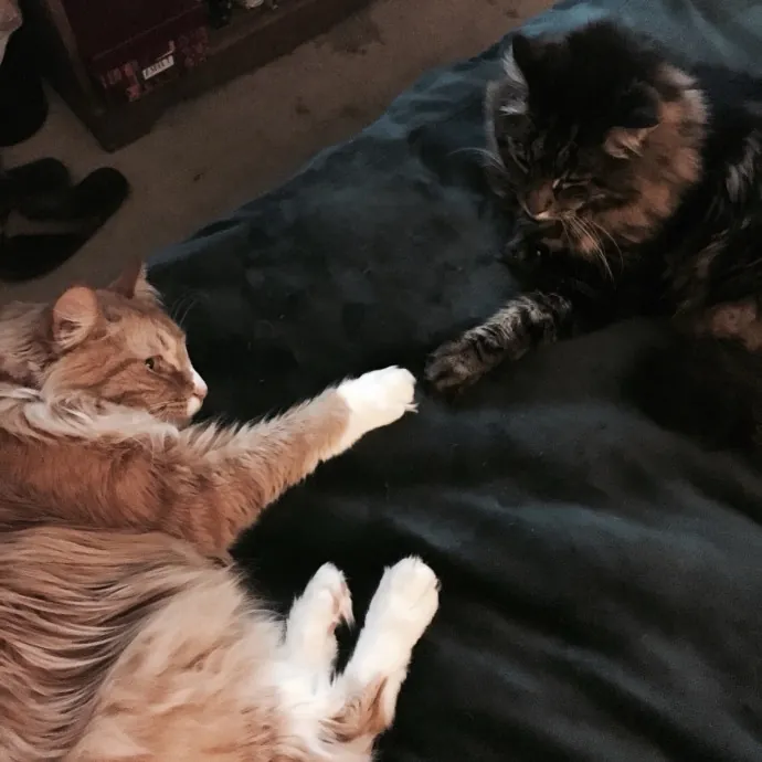 The Wright Cat Sitter