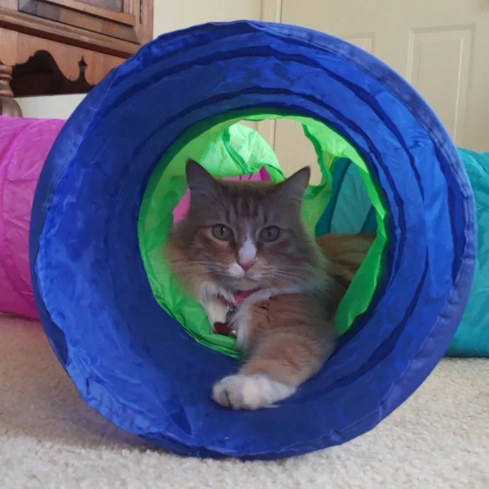 The Wright Cat Sitter