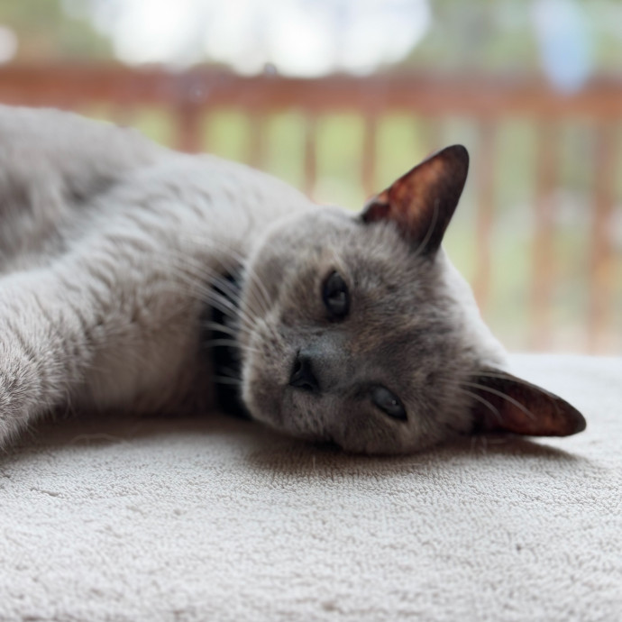 The Wright Cat Sitter