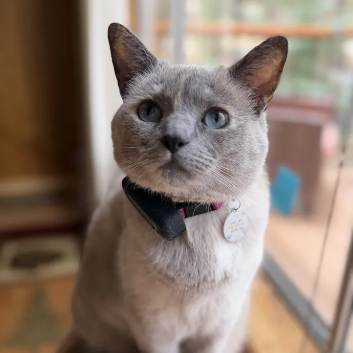 The Wright Cat Sitter