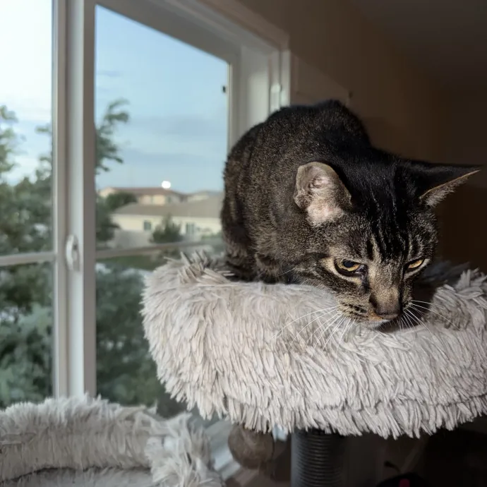 The Wright Cat Sitter