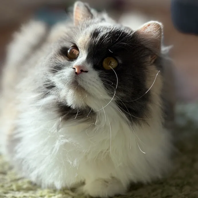 The Wright Cat Sitter