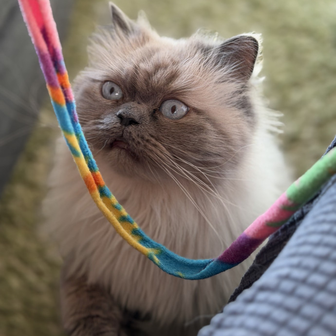 The Wright Cat Sitter