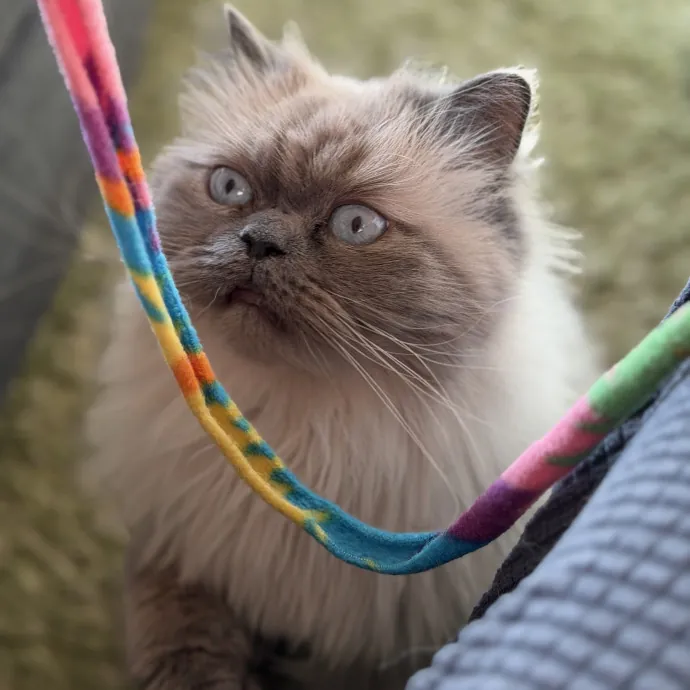 The Wright Cat Sitter