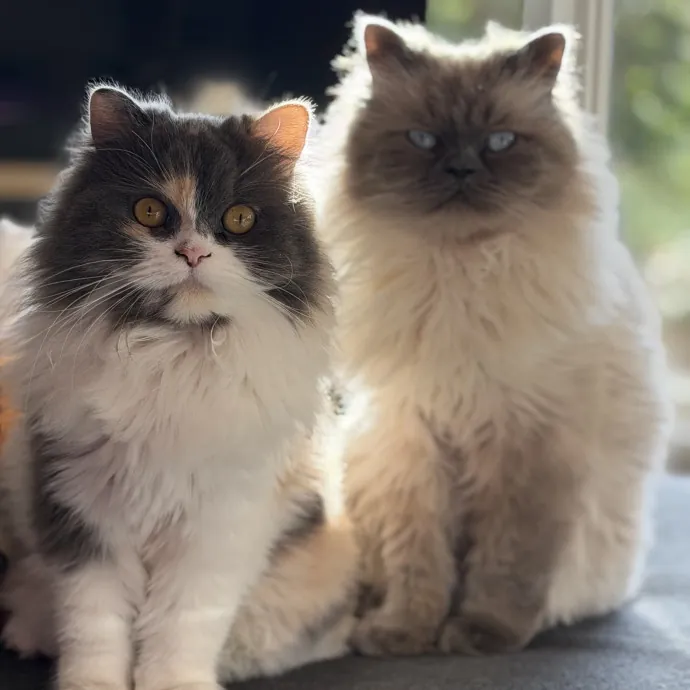 The Wright Cat Sitter