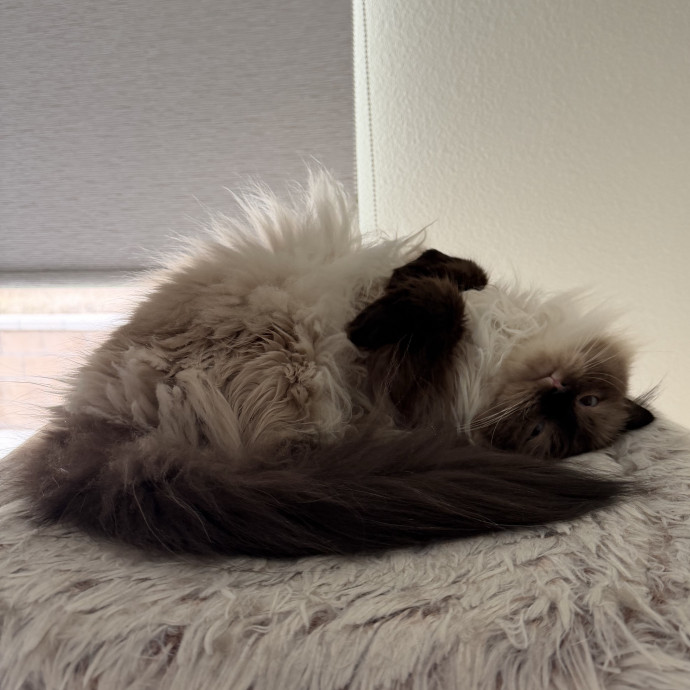 The Wright Cat Sitter