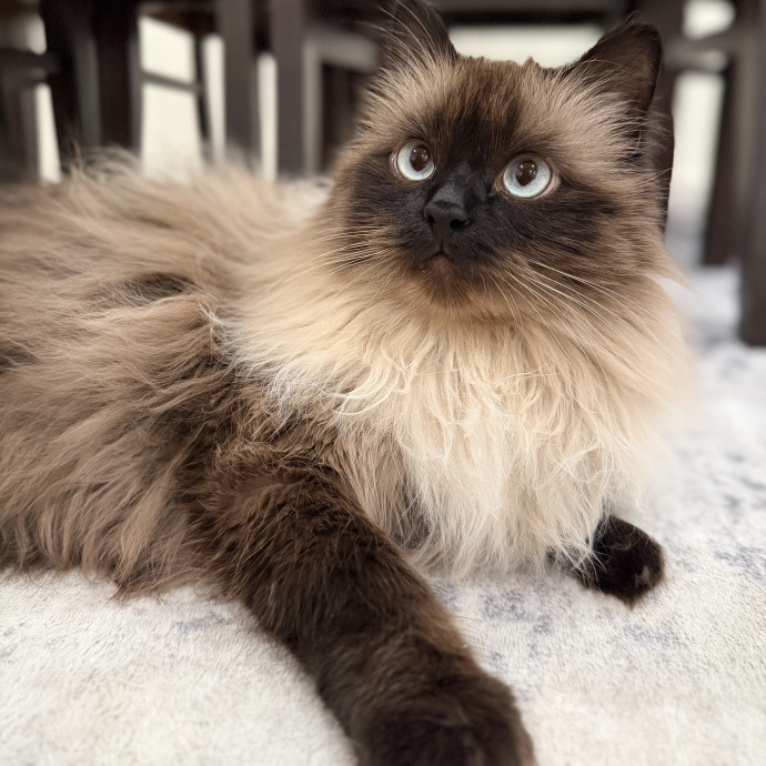 The Wright Cat Sitter