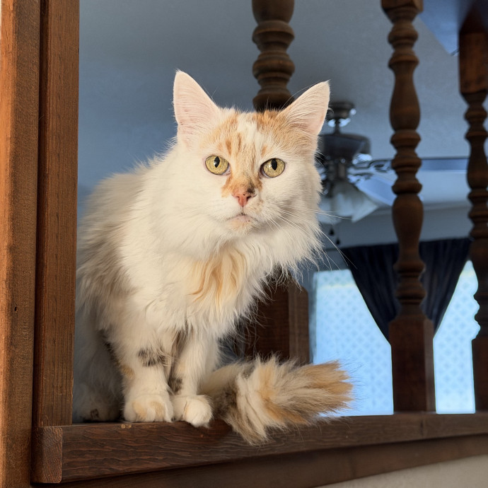The Wright Cat Sitter