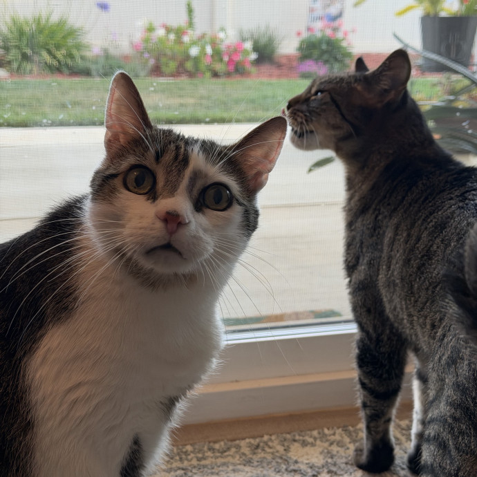 The Wright Cat Sitter