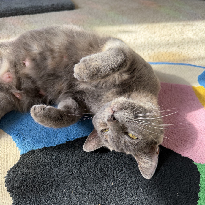 The Wright Cat Sitter