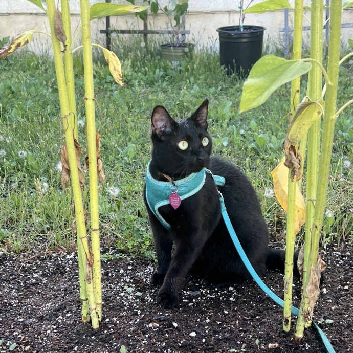 The Wright Cat Sitter