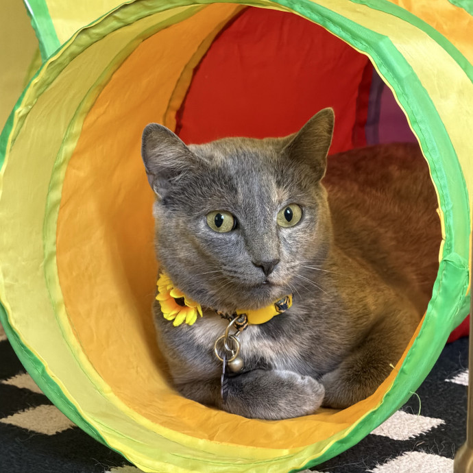 The Wright Cat Sitter