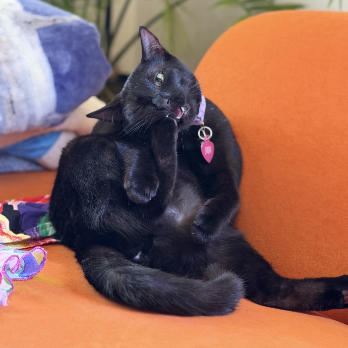 The Wright Cat Sitter