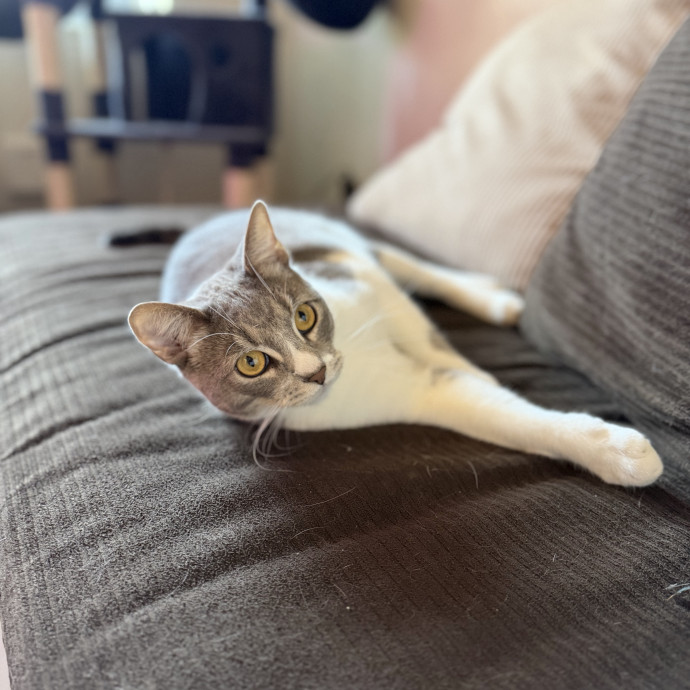 The Wright Cat Sitter