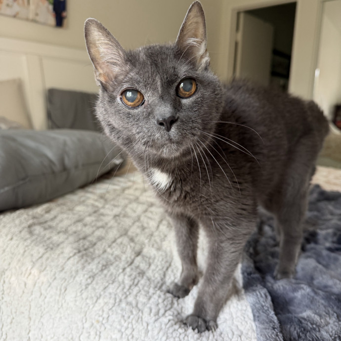 The Wright Cat Sitter