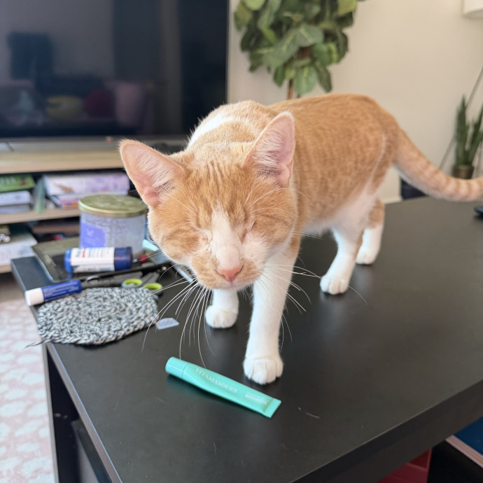 The Wright Cat Sitter