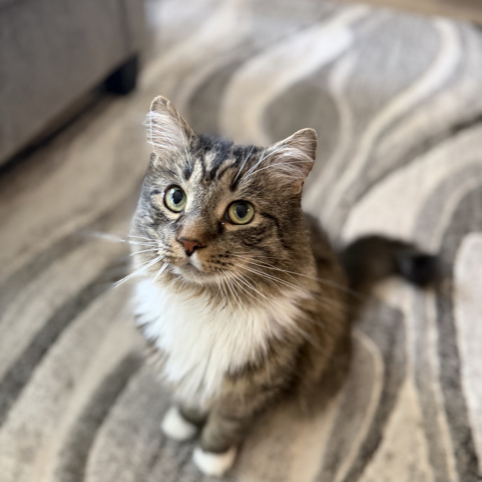 The Wright Cat Sitter photo 3