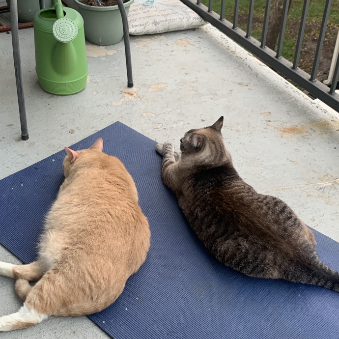 Cat-Loving John photo 2