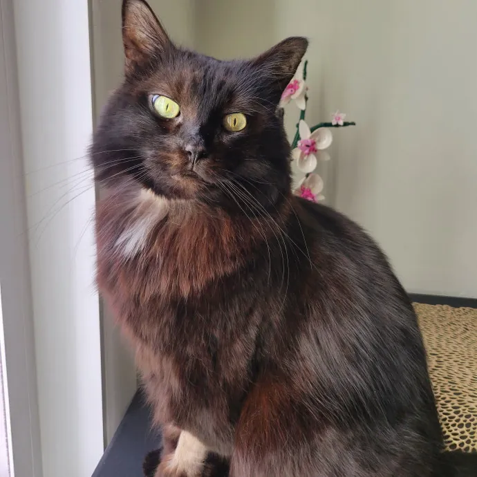 Sally's Cat Sitting photo 2