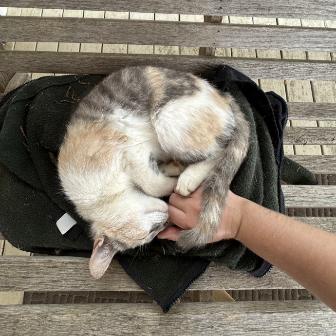 Passionate And Professional Cat Sitter