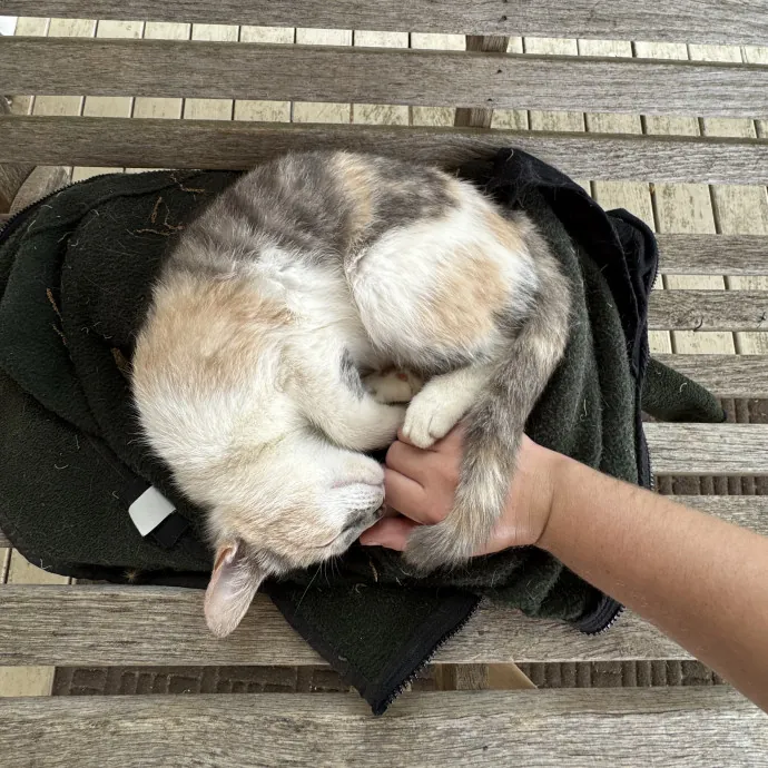 Passionate And Professional Cat Sitter