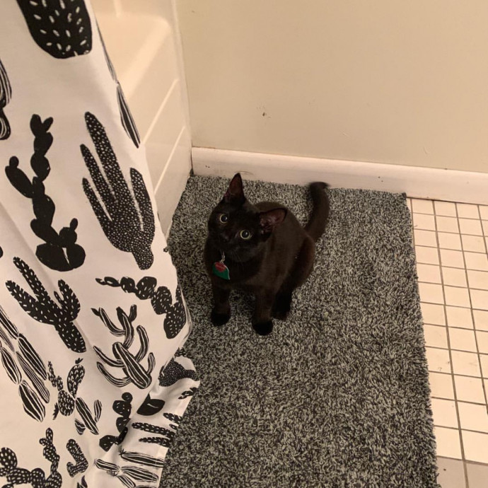 Passionate And Professional Cat Sitter