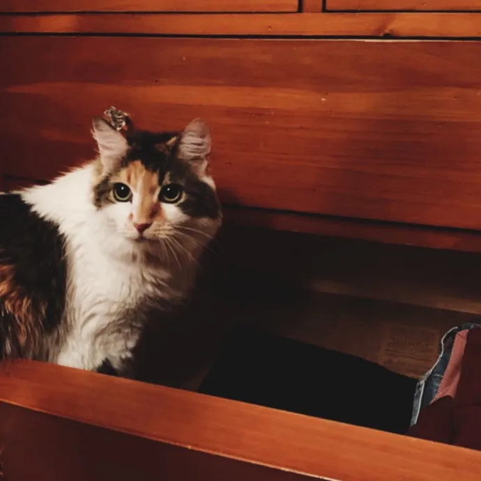 Passionate And Professional Cat Sitter