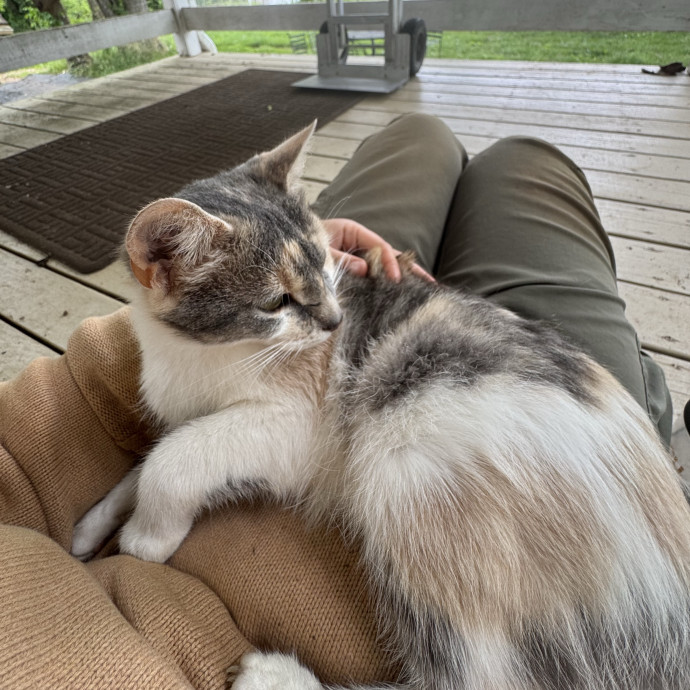 Passionate And Professional Cat Sitter