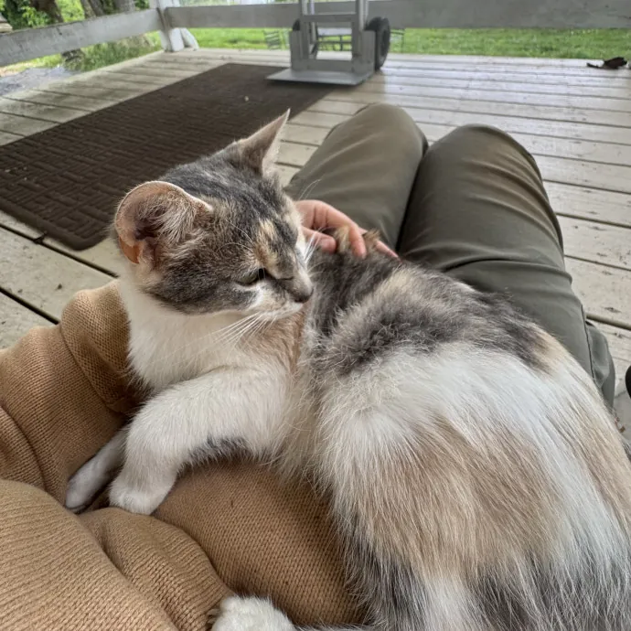 Passionate And Professional Cat Sitter