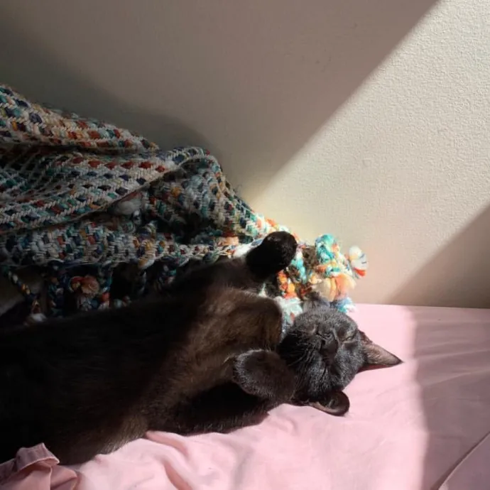 Passionate And Professional Cat Sitter