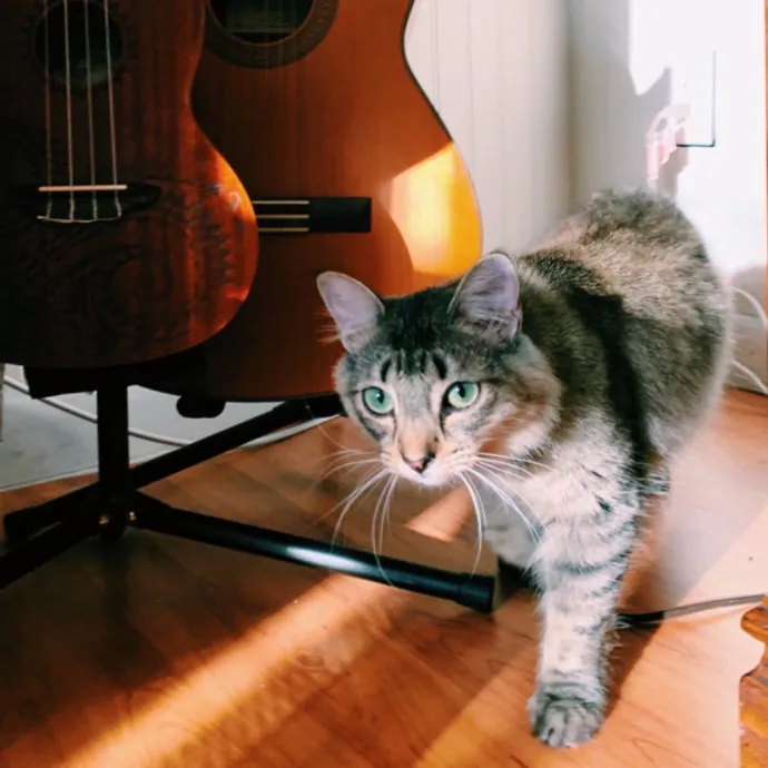 Passionate And Professional Cat Sitter photo 4