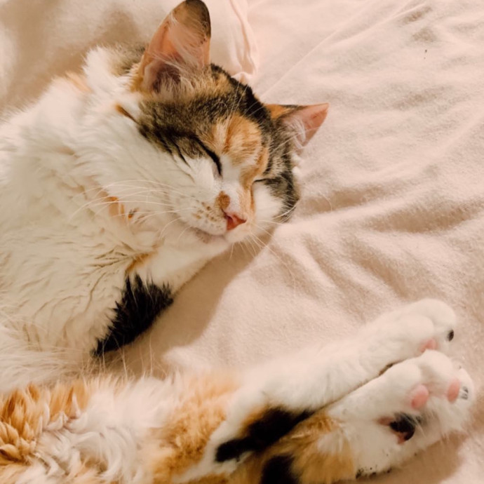 Passionate And Professional Cat Sitter photo 3