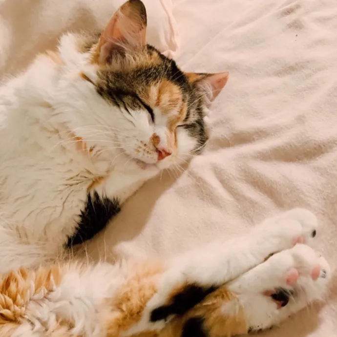 Passionate And Professional Cat Sitter photo 3