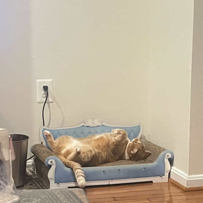 Cat Videos Are My Love Language